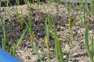 garlic sprouts planted in the bed. vegetable garden in spring