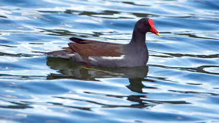 Common gallinule (Gallinula galeata) swimming in a pond in a park in Fort Lauderdale, Florida, USA