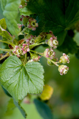 Buds and flowers of currant. Flowering berry bushes. selective focus