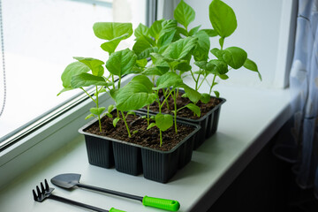 Box with seedlings is on windowsill at home. Growing vegetables eggplant sprouts from seeds at home.