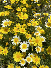 Marguerite or marguerite daisy, is a perennial plant known for its flowers.