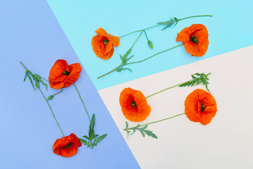 Summer floral composition made of red poppy flowers on colorful geometric background. Nature concept. Top view. Flat lay