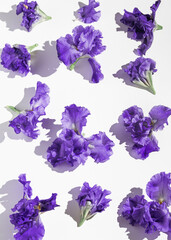 Fototapeta na wymiar Creative composition made of beautiful iris flowers on white background. Nature concept. Summer pattern. Top view. Flat lay