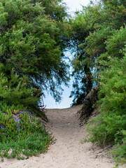 Hidden path surrounded by nature on the beach