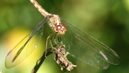 Dragonfly perched on a twig in a park in Fort Lauderdale, Florida, USA
