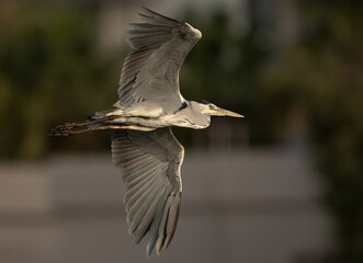 Closeup of a Grey Heron flying at Tubli bay, Bahrain