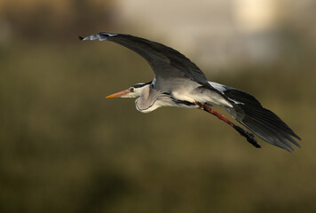 Grey Heron in flight at Tubli bay, Bahrain