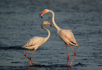 A pair of Greater Flamingos in the morning at Tubli bay, Bahrain