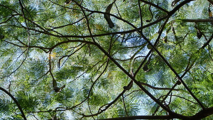 Fototapeta premium Pattern of leaves against the sky in a park in Fort Lauderdale, Florida, USA