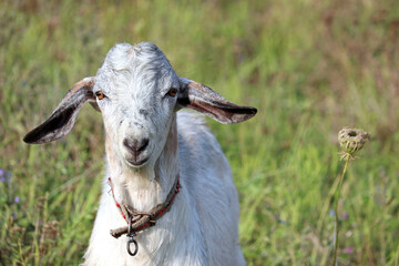 White goat grazing on a green meadow. Portrait of curious goat looking into camera, rural scene