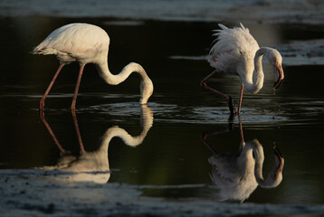 Greater Flamingos feeding at Tubli bay in the morning with beautiful reflection on water, Bahrain