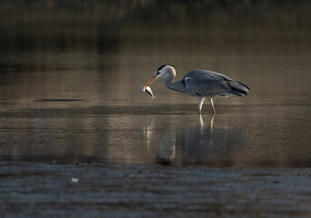Grey Heron with a fish catch at Tubli bay, Bahrain