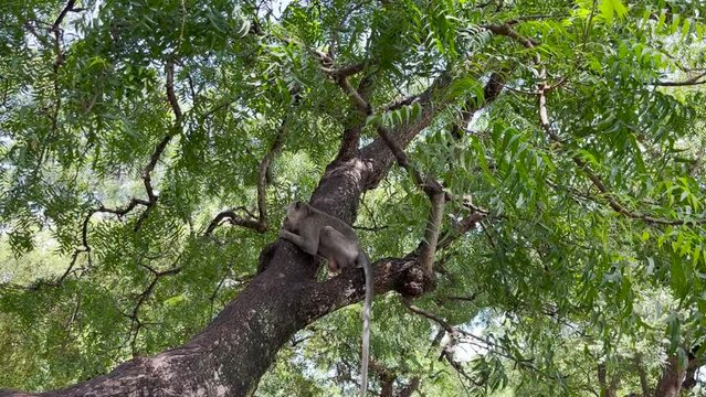 The monkey is cool in the tree. Monkeys relax enjoying the atmosphere during the day, taking shelter under a shady tree. Wild animals are released and mingle with visitors. video clips for footage.