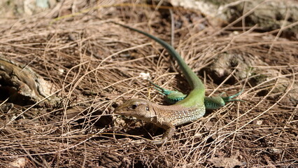 Lizard in the pine straw in a park in Fort Lauderdale, Florida, USA