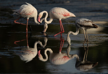 Fototapeta na wymiar Greater Flamingos feeding at Tubli bay with beautiful reflection on water, Bahrain