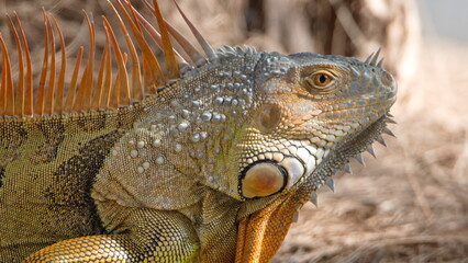 Close up of a green iguana (Iguana iguana) in a park in Fort Lauderdale, Florida, USA