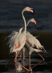 Greater Flamingos pushing each other while fighting at Tubli bay, Bahrain