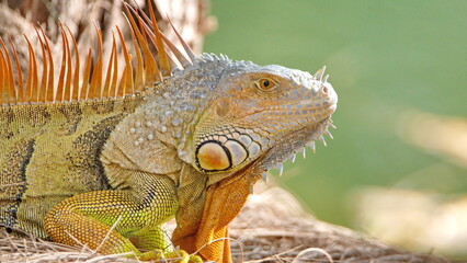 Close up of a green iguana (Iguana iguana) in a park in Fort Lauderdale, Florida, USA