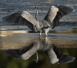 Grey Heron raising its wings to takeoff at Tubli bay, Bahrain