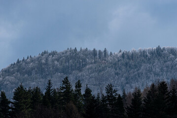 Małe Kozy, Śląsk, Polska, Beskid Mały oszronione drzewa, korony w śniegu, mgła. © Grzegorz