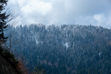 Małe Kozy, Śląsk, Polska, Beskid Mały oszronione drzewa, korony drzew w śniegu.