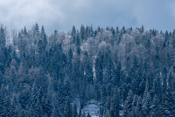 Małe Kozy, Śląsk, Polska, Beskid Mały oszronione drzewa, korony w śniegu. Jasne chmury.
