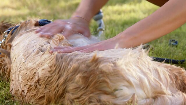 Girl bathes a dog in nature, Girl washing a dog in nature, Girl washing gold retriver close-up
