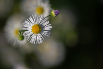 Przymiotno białe, zimotrwał zwyczajny (Erigeron annuus (L.) Pers), kwiaty z rodziny astrowatych. Białe kwiaty z żółtym środkiem, rosa. - obrazy, fototapety, plakaty