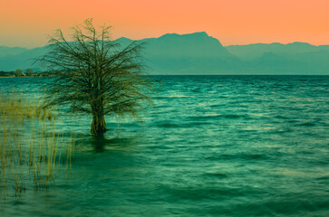Fototapeta na wymiar Sunrise over lake Garda (Lago di Garda), Italy. Lonely tree in the water