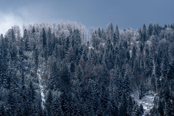 Małe Kozy, Silesia, Poland, Beskid Little frosted trees, crowns in the snow. Górski szlak. - obrazy, fototapety, plakaty