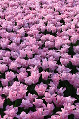 Pink tulips background. Beautiful tulip in the meadow. Flower bud in spring in the sunlight. Flowerbed with flowers. Tulip close-up. Pink flower