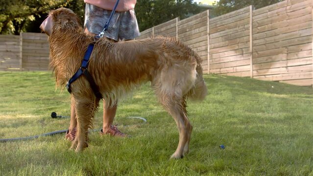 Girl bathes a dog in nature, Girl washing a dog in nature, Girl washing gold retriver close-up