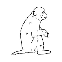 Monkey icon. Jungle macaque outline badge. Zoo animal. Vector illustration.