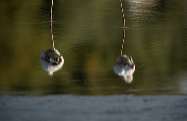 Dramatic reflection of a pair Greater Flamingos resting at Tubli bay, Bahrain
