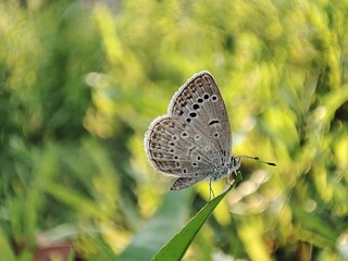 butterfly on a green leaf