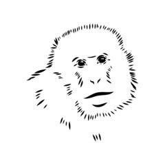 Monkey icon. Jungle macaque outline badge. Zoo animal. Vector illustration.