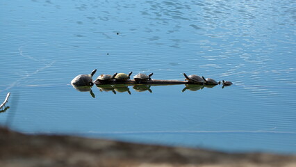 Turtles on a log in a park in Fort Lauderdale, Florida, USA