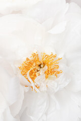 Close up white peony flower with yellow stamens, beauty in nature, natural flowery background, soft focus. Delicate Natural fresh blooming flower of peony. Nature floral design wallpaper