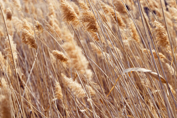Dry reeds as beauty nature background, reed seeds close up. Abstract natural backdrop. Beautiful pattern with neutral colors. Minimal autumn scene, stylish, trend concept. Soft focus