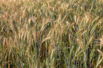Photo of golden barley field