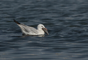 Sender-billed seagull with a big fish catch at Tubli bay, Bahrain