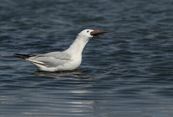 Sender-billed seagull with a big fish catch at Tubli bay, Bahrain