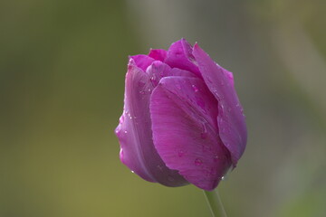 kwiat tulipana