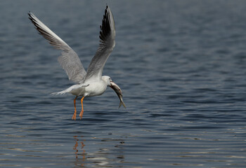 Fototapeta na wymiar Sender-billed seagull with big fish catch at Tubli bay, Bahrain