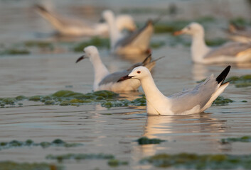 Sender-billed gulls fishing  at Asker marsh in the morning , Bahrain