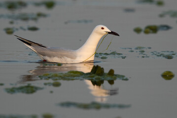 Slender-billed gull in breeding plumage at Asker marsh, Bahrain
