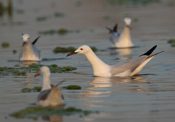 Slender-billed gulls fishing at Asker marsh, Bahrain