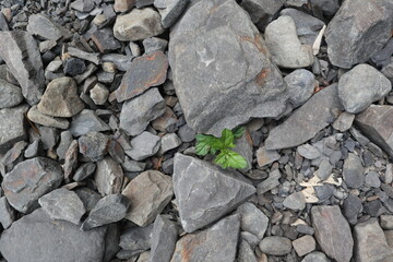 little green plants growthing grom stones design for strong power concept