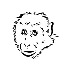 Monkey icon. Jungle macaque outline badge. Zoo animal. Vector illustration.