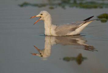 Sender-billed gull while fishing at Asker marsh, Bahrain